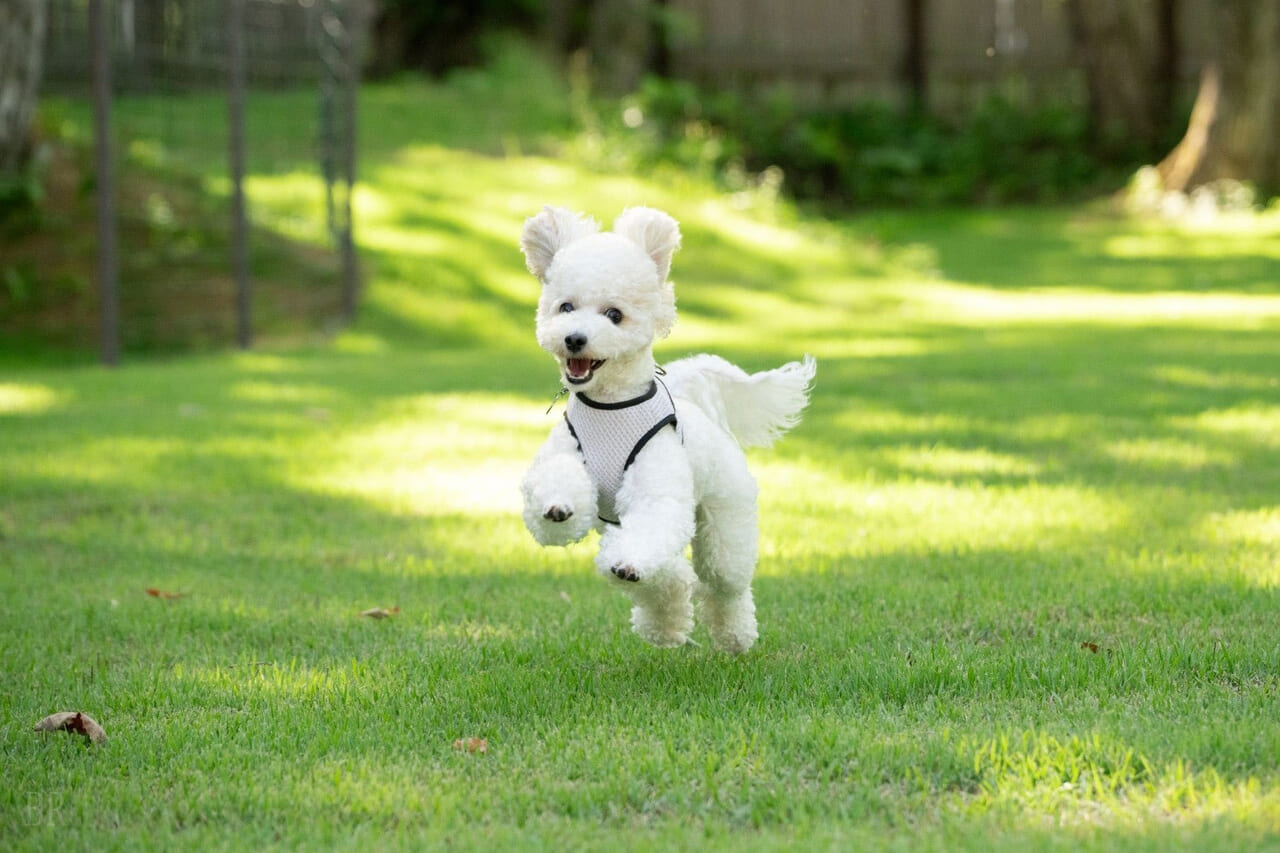 愛犬が自由に走り回れるククリドッグフィールド
