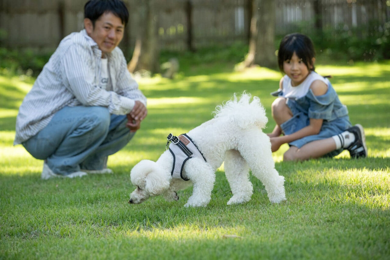 美しい緑に囲まれた芝生のドッグフィールド
