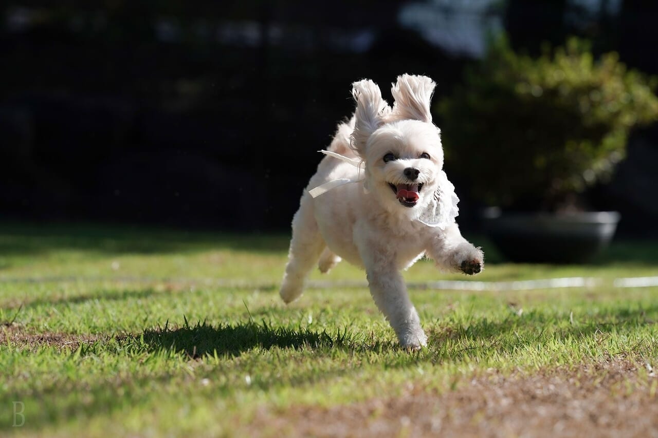 愛犬宿泊料無料・犬種制限なし